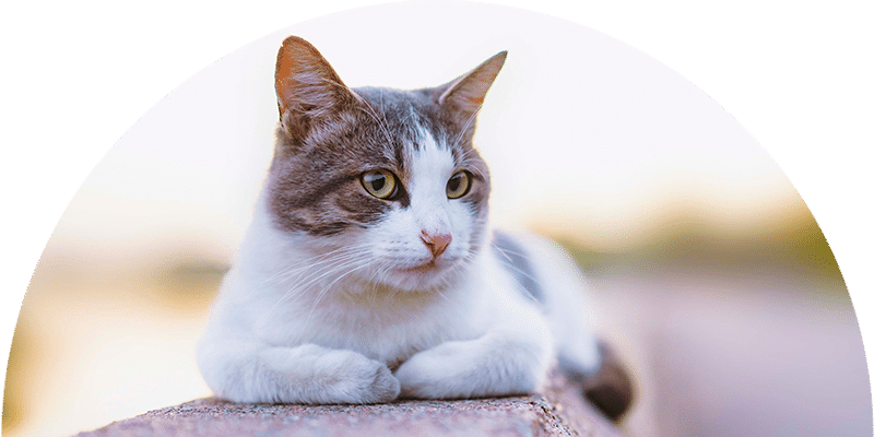 A white and gray cat with green eyes lies down on a stone surface, looking off to the side. The background is softly blurred with pale, warm colors.