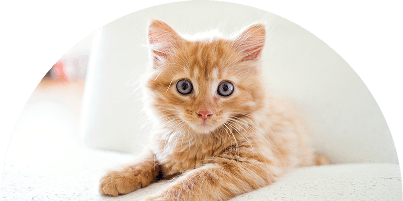 A fluffy orange tabby kitten with blue eyes lies on a white surface, looking directly at the camera with a curious expression.