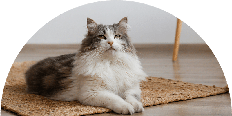 A fluffy gray and white cat with green eyes lies on a woven rug on a wooden floor, looking up. A wooden chair leg is visible in the background.