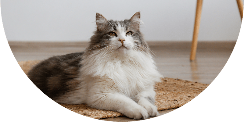 A fluffy gray and white cat lies on a woven rug, looking up with its front paws crossed. The background includes a wooden floor and a chair leg.