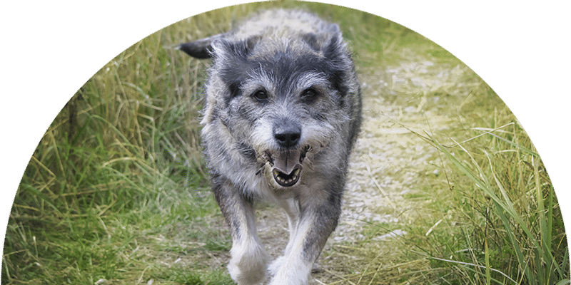 A happy, scruffy gray dog with white markings runs toward the camera on a narrow, grassy path surrounded by tall grass.