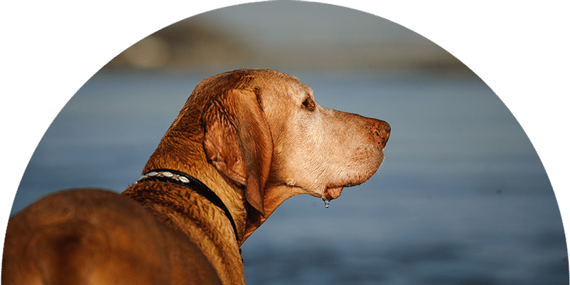 A wet, brown dog wearing a black collar stands near a body of water, looking into the distance with water dripping from its mouth.