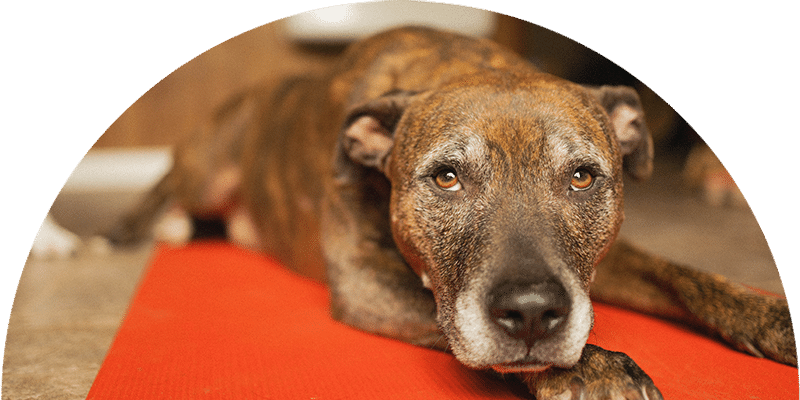 A brindle-coated dog lies on a red mat indoors, looking directly at the camera with a calm, relaxed expression. The background is softly blurred.