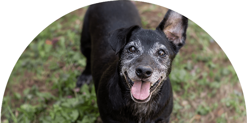 A happy black dog with a gray muzzle stands on grass, looking up with its mouth open and tongue out. One ear is perked up while the other is flopped down.
