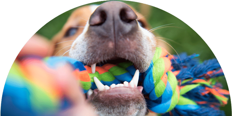 Close-up of a dog's mouth holding a colorful rope toy in its teeth, with part of the animal's nose and muzzle visible in the frame.