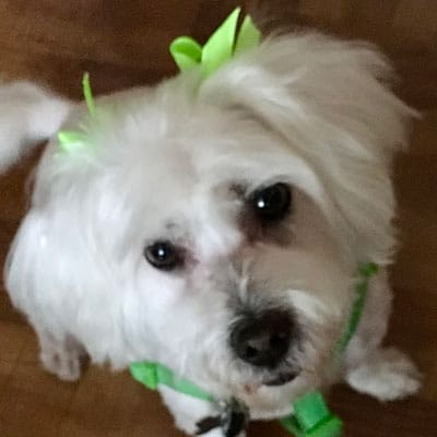 A white dog with green ribbon on its head.