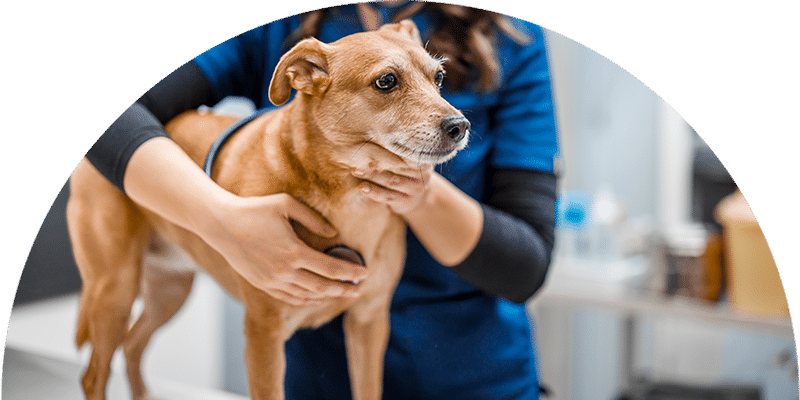 A veterinarian in blue scrubs gently holds a brown dog on an examination table in a veterinary clinic.