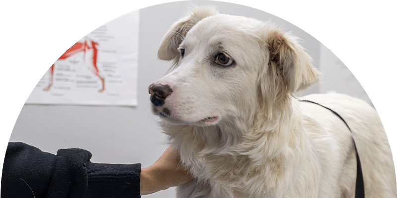 A white dog with light brown ears is being gently held by a person in a black sleeve. The dog looks to the side in a clinical setting with a medical chart visible in the background.