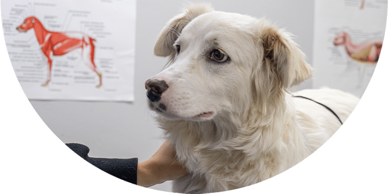 A white dog with floppy ears sits on an exam table while someone gently holds its chest. Veterinary anatomy posters are visible on the wall behind the dog.