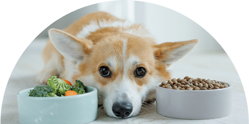 A corgi lies on the floor between two bowls, one filled with broccoli and carrots, the other with kibble, looking up with wide, expressive eyes.