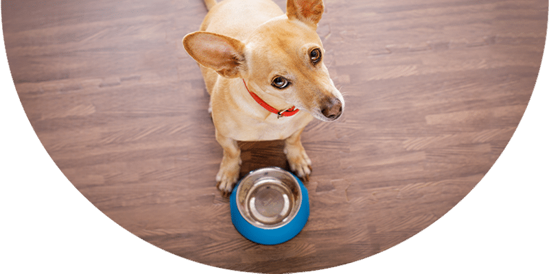 A tan dog wearing a red collar sits on a wooden floor, looking up at the camera beside a blue food bowl.