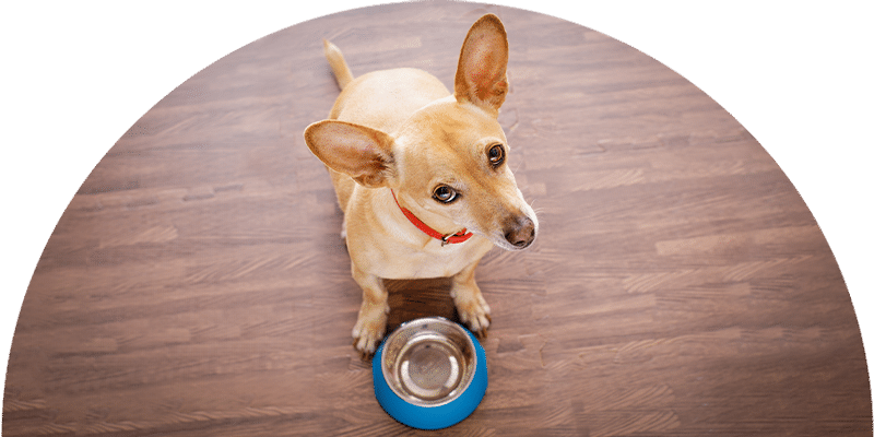 A small tan dog with large ears and a red collar sits on a wooden floor, looking up expectantly at a blue food bowl in front of it.