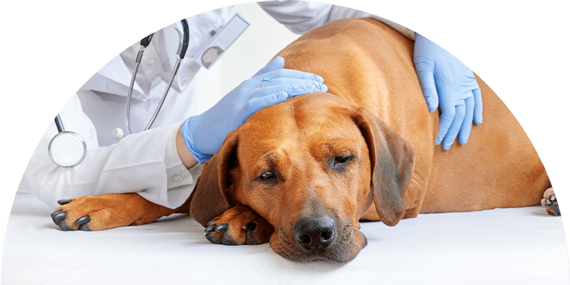A large brown dog lies on a table looking tired while a veterinarian wearing gloves and a stethoscope gently examines and comforts the dog.