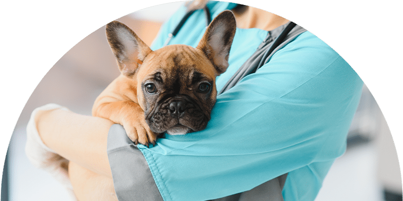 A small brown French Bulldog puppy rests in the arms of a person wearing a light blue medical uniform, suggesting a visit to the veterinarian.