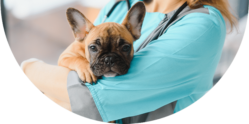 A small brown French Bulldog puppy is being gently held in the arms of a person wearing a light blue veterinary uniform. The puppy looks directly at the camera with a calm expression.