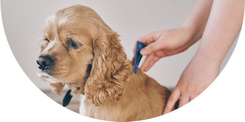 A person applies a topical treatment to the back of a light-brown Cocker Spaniel dog's neck, likely for flea or tick prevention.