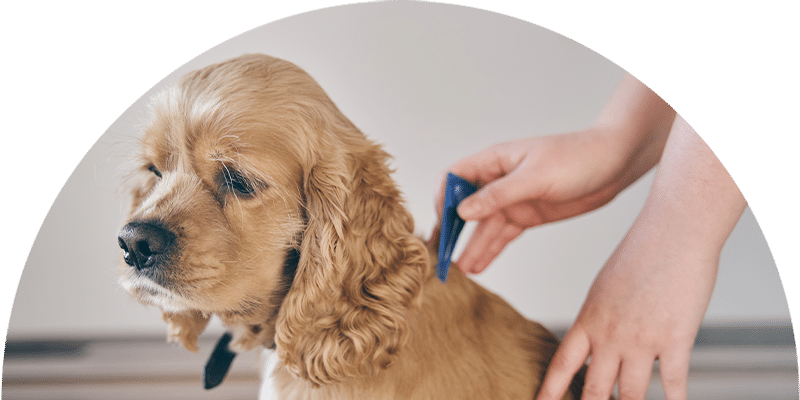 A person applies medicine to the back of a golden cocker spaniel's neck. The dog sits calmly, with one hand gently holding its fur and the other holding a small applicator.