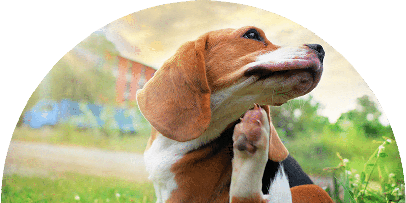 A beagle scratching its face with its hind leg while sitting outside on grass, with a blurred background of greenery and a building.