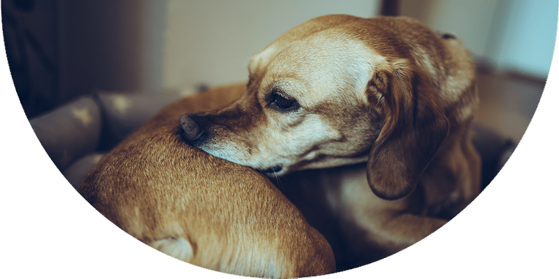 A brown dog curled up and resting its head on its body, appearing relaxed and comfortable indoors.
