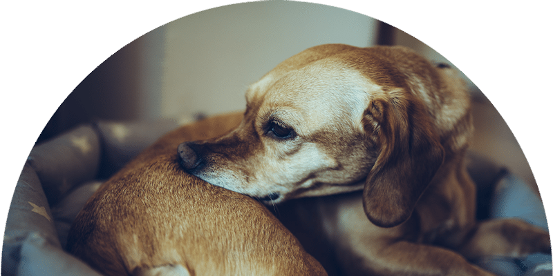 A brown dog is curled up in a cozy dog bed, turning its head to nuzzle or lick its back. The image is softly focused, creating a warm and calm atmosphere.
