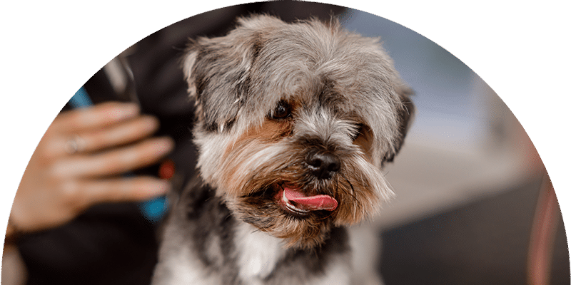 A small, fluffy dog with gray and brown fur sits with its mouth open and tongue out, looking to the side. A blurred hand is visible in the background, possibly grooming the dog.