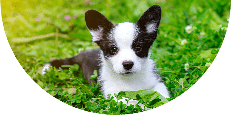 A black and white puppy with large ears lies in green grass, looking directly at the camera.