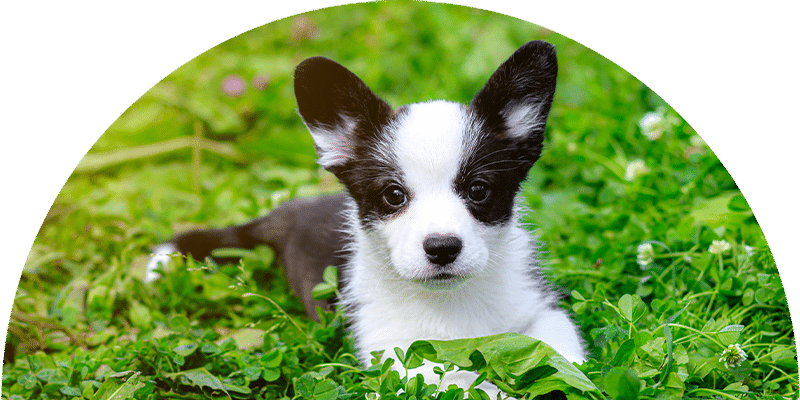 A black and white puppy with large ears lies on green grass, looking directly at the camera. The background is blurred with patches of clover and greenery.