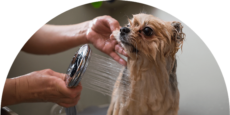 A small, wet dog is being bathed, with a person using a handheld showerhead to rinse its fur. The dog looks slightly anxious as water runs over its body.