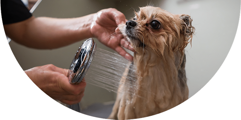 A small, wet dog with brown fur is being bathed. Someone is holding a showerhead, gently rinsing the dog's face and neck with water. The dog looks alert and slightly anxious.
